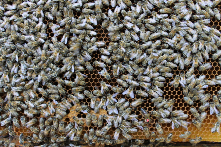 Bienenrasse Carnika mit Knigin