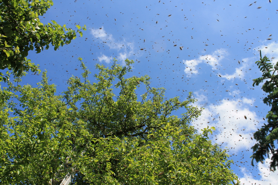 schwrmende Bienen